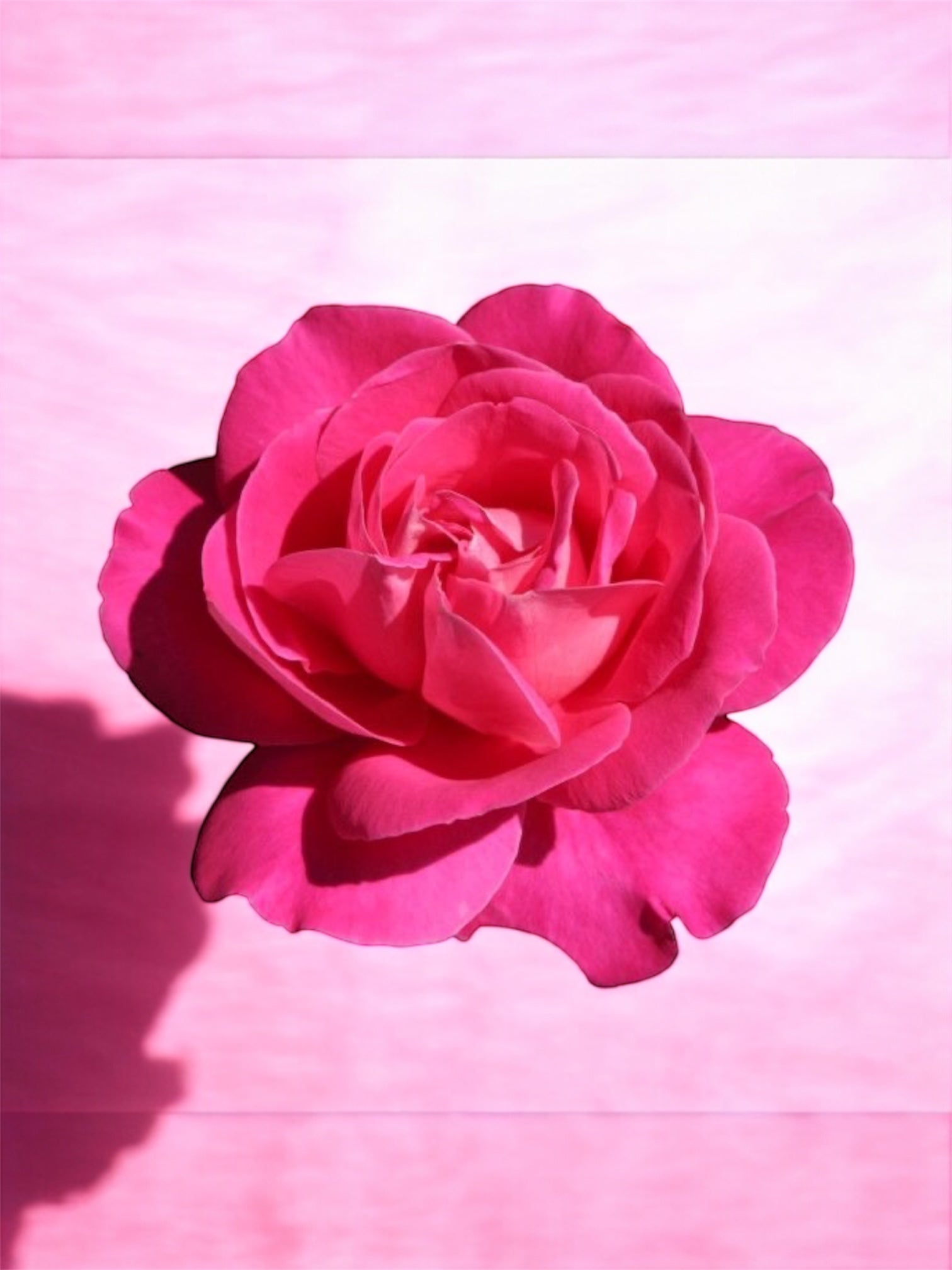 Българска роза